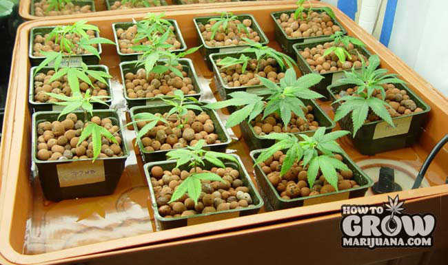 Cannabis Seedlings Ebb and Flow Hyrdoponics