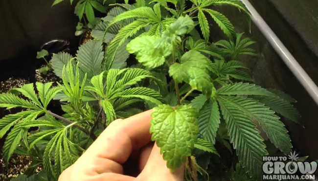 Companion Planting Stinging Nettle Cannabis