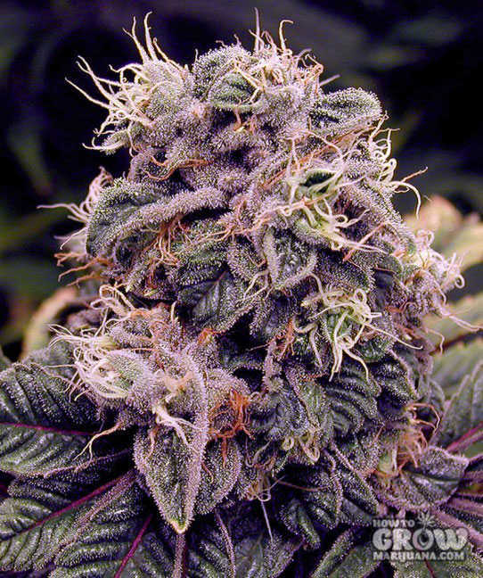 Flowering Marijuana Bud
