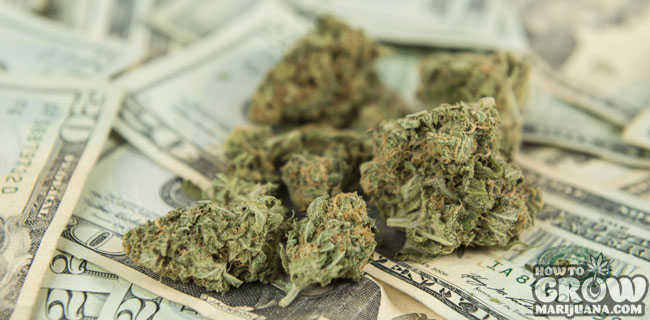 Growing Marijuana on the Cheap