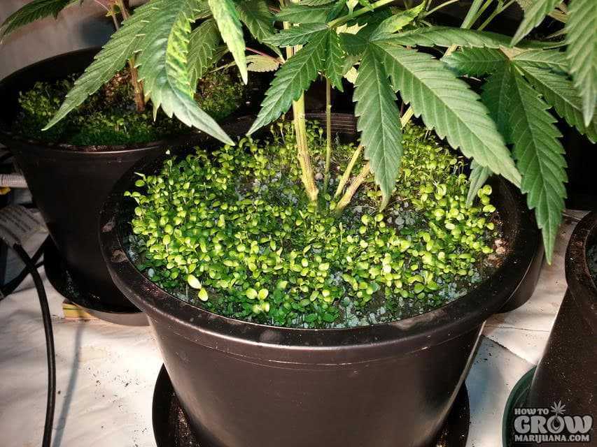 Living Mulch Supports Cannabis Growth
