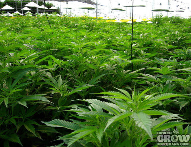 Healthy Cannabis Grow Room