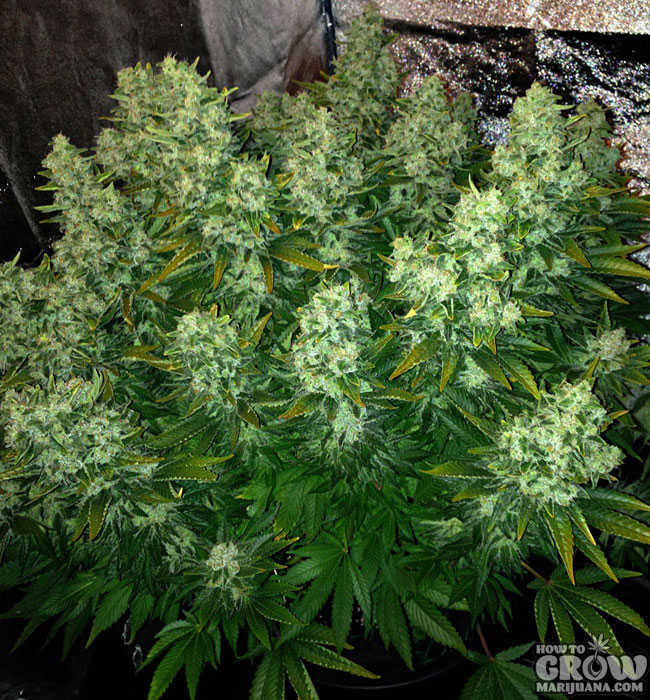 Healthy Cannabis Harvest