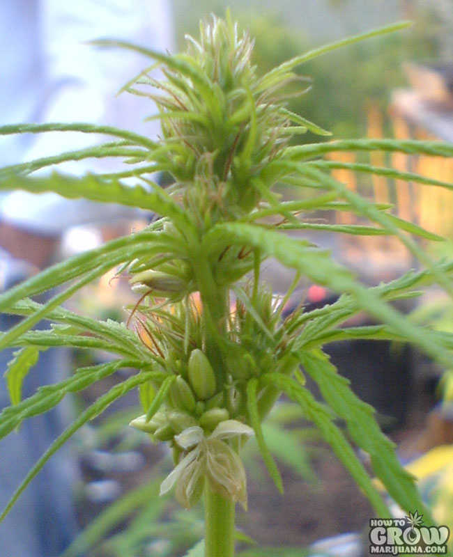 Hermaphrodite Marijuana Plant