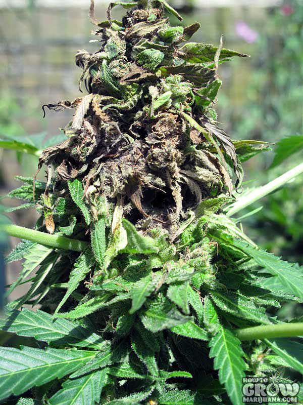 Marijuana Plant with Bud Rot