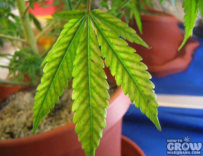 Marijuana Plant with a Magnesium Deficiency