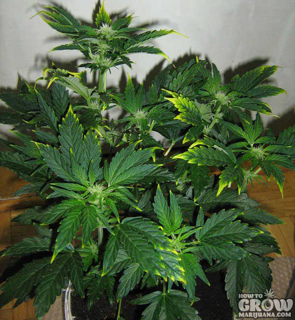 Marijuana Plant with a Zinc Deficiency