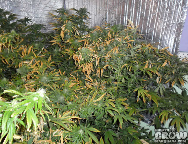 Marijuana Plant with Heat Stress