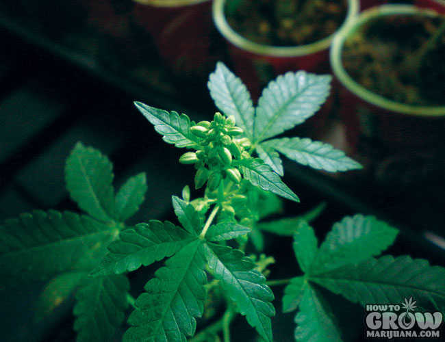 Young Male Marijuana Seedlings