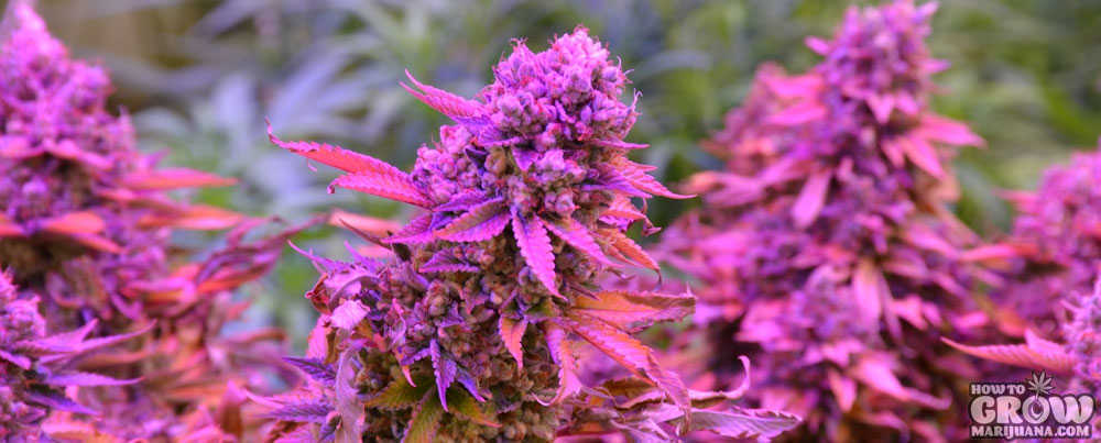 Best Marijuana Grown Unconventionally