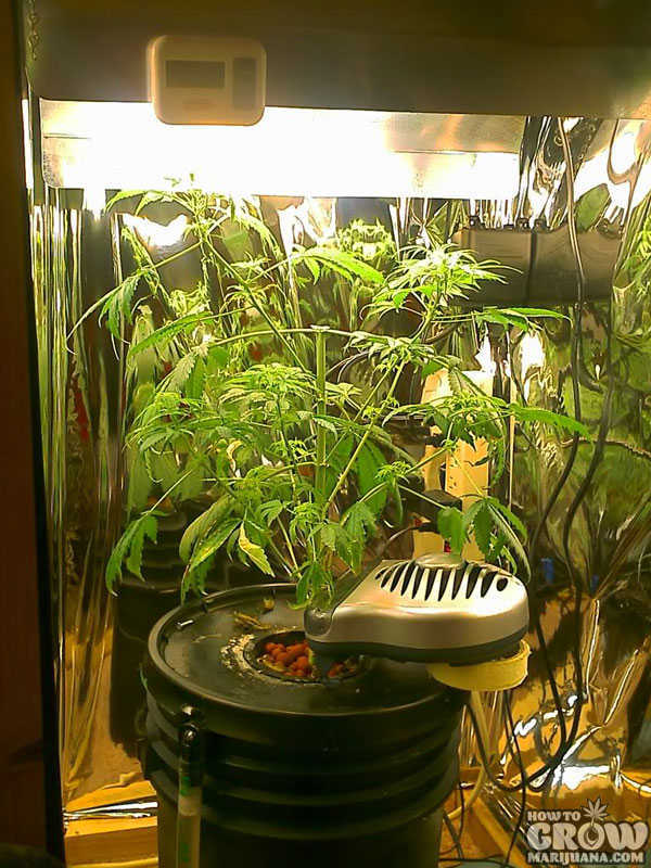 DIY Marijuana Grow Box Lights
