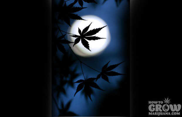 Moonlight on Marijuana for Best Flowering
