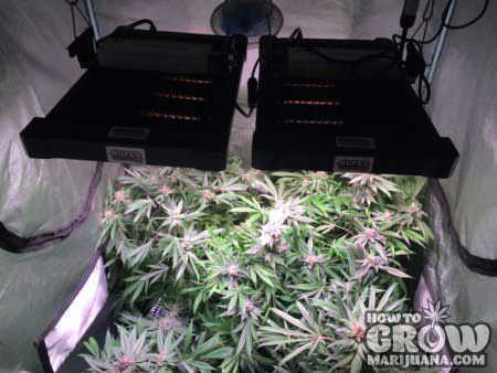 Super Grow SK450 Cannabis Grow