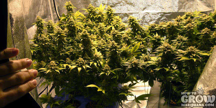 Grow Marijuana Indoors Grow Tent