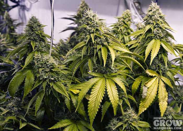 Healthy Hydroponic Indoor Grown Marijuana