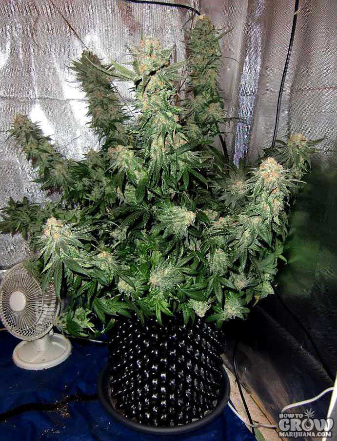 Flowering Marijuana in an Air Pot