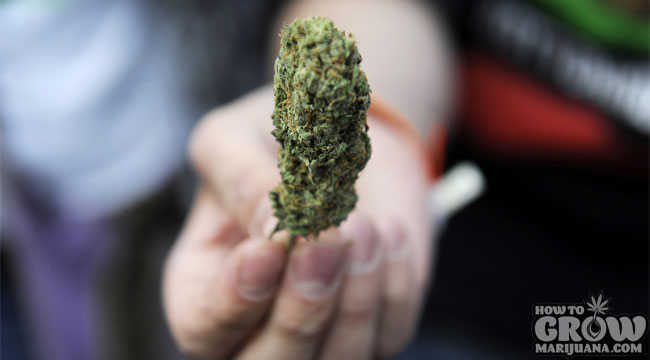 Grow Better Marijuana Buds