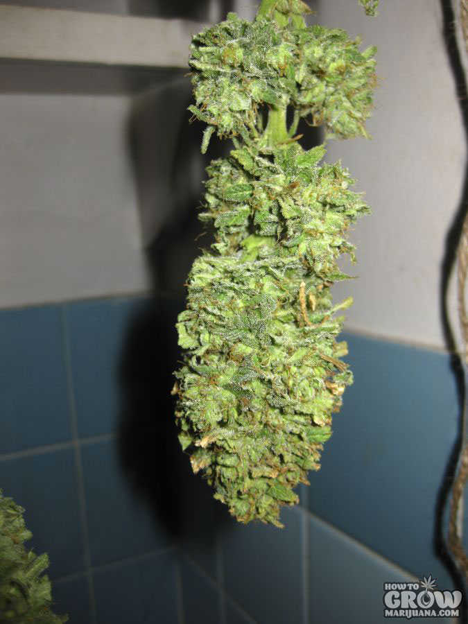 Grow Marijuana Buds in a Smart Pot