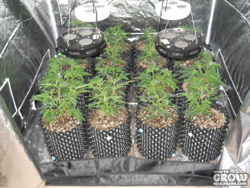 Growing Cannabis in Air Pots