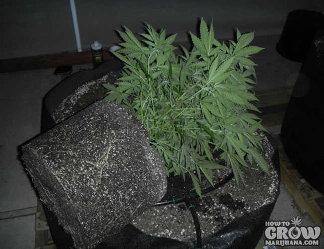 Healthy Cannabis Roots Smart Pot