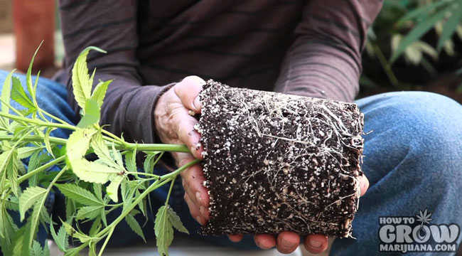 Healthy Marijuana Plant Smart Pot