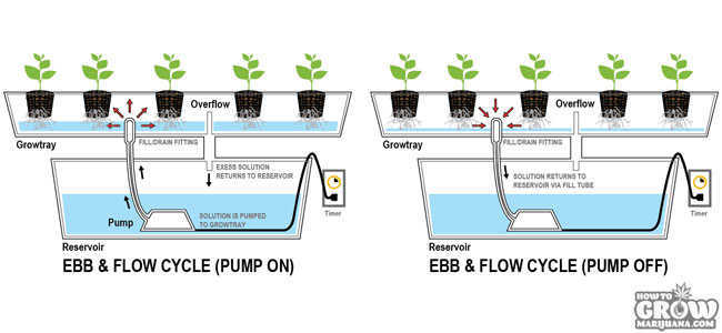 Ebb and Flow System for Marijuana