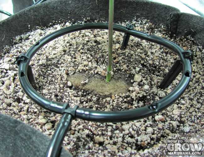 Growing Marijuana with Drip Irrigation