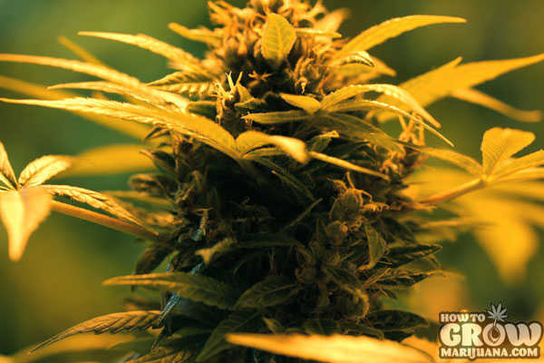 Blue Cheese Cannabis Full Flower