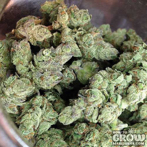 Blue Cheese Marijuana Buds