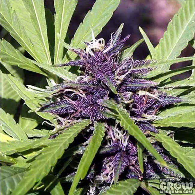 Colorful Blueberry Cannabis Flower