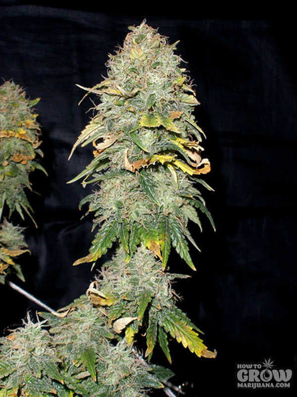Heavy Blue Cheese Cannabis Buds