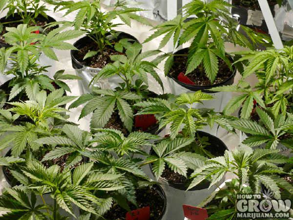 THC level for autoflowering pot plant