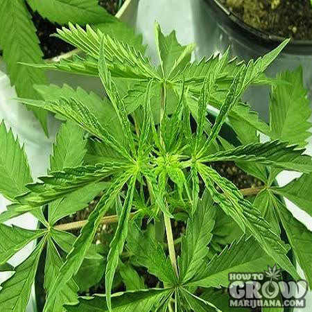 Marijuana Leaf Symptoms Nutrient Deficiencies – Sick Plants