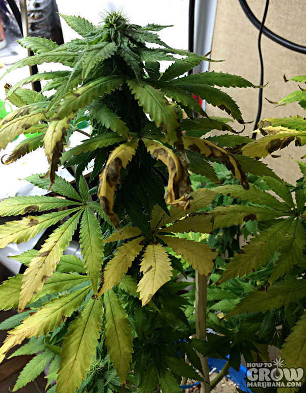 Marijuana Leaf Symptoms Nutrient Deficiencies – Sick Plants