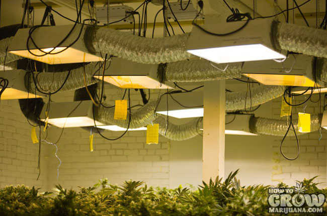 Energy Consumption for Growing Marijuana