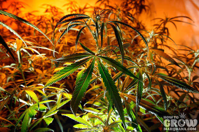 Growing Marijuana Energy Usage