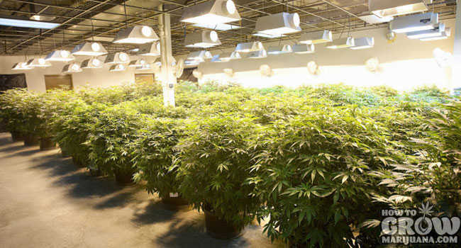 Marijuana Grown Indoors Energy Usage