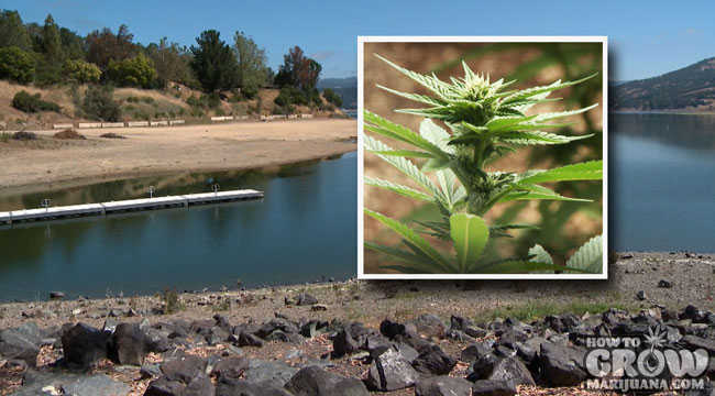 Marijuana and California Drought