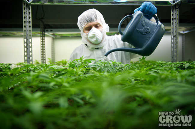 Pesticide Use in Cannabis Grow