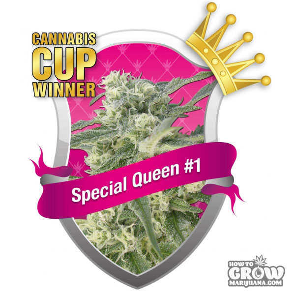 Special Queen 1 Seeds