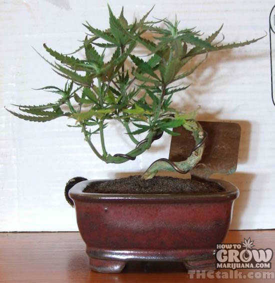 actual-bonsai-marijuana
