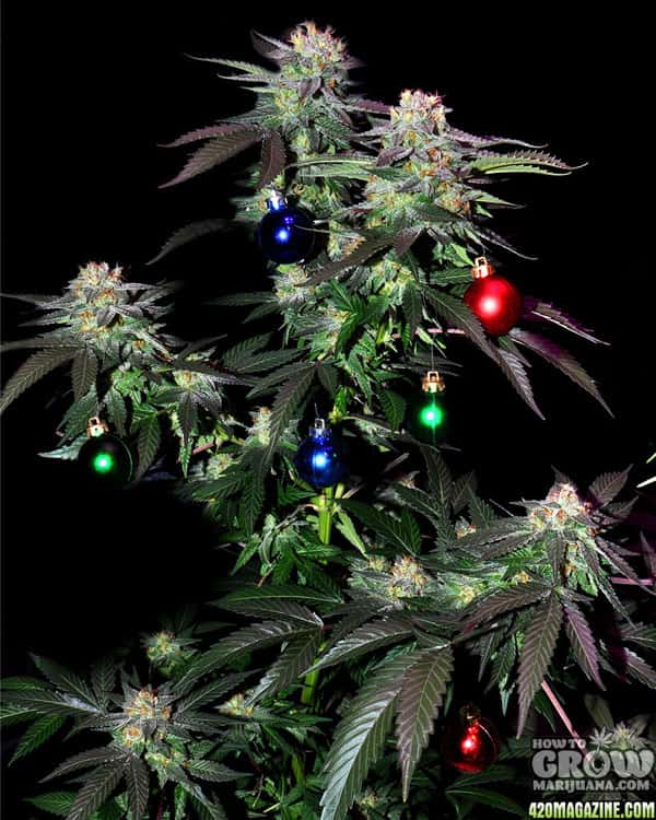 Christmas cannabis
