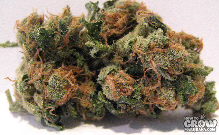 Delicious Sour Diesel Cannabis