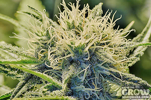 Kush bud outdoors marijuana cannabis