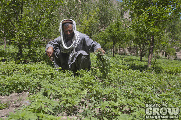 kush marijuana afghansitan pakistan farmer