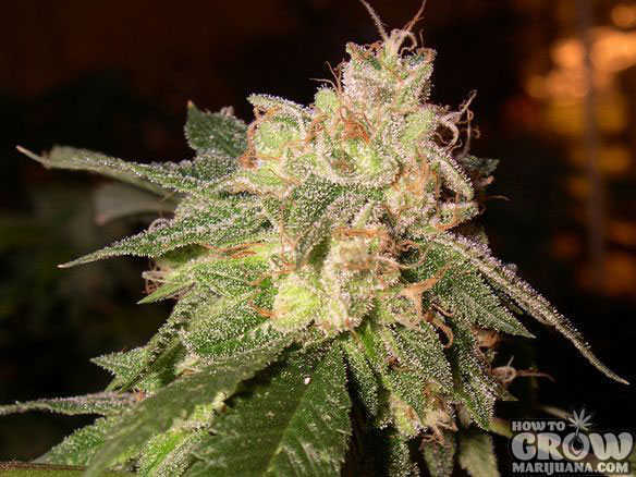 og kush cannabis plant - california weed