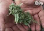 harvesting-marijuana-plants