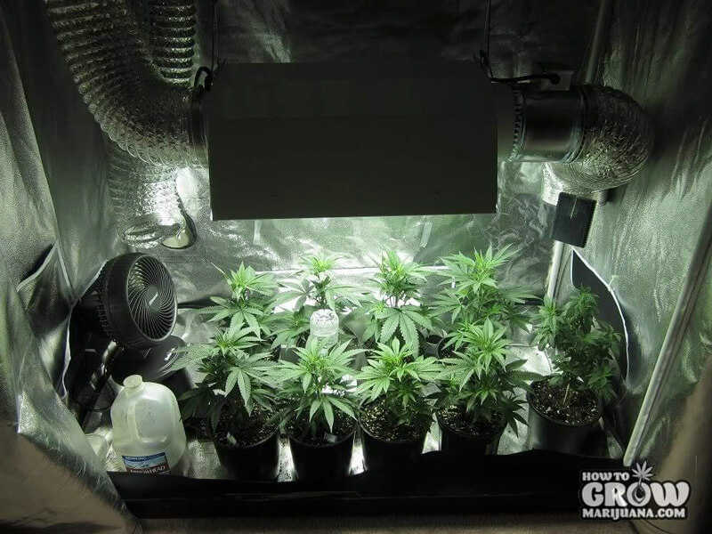 Why You Should Think Twice About Growing Marijuana Indoors