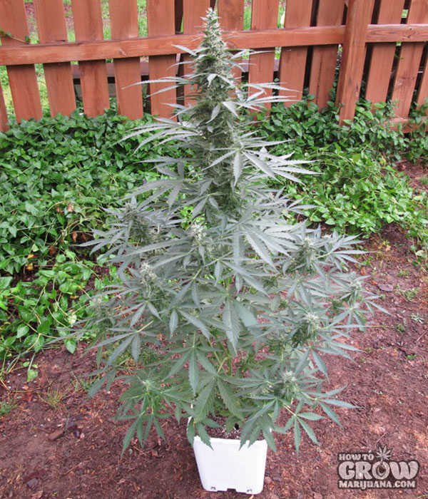 schelp Menagerry moeder Best Outdoor, Autoflowering, Feminized Cannabis Seeds
