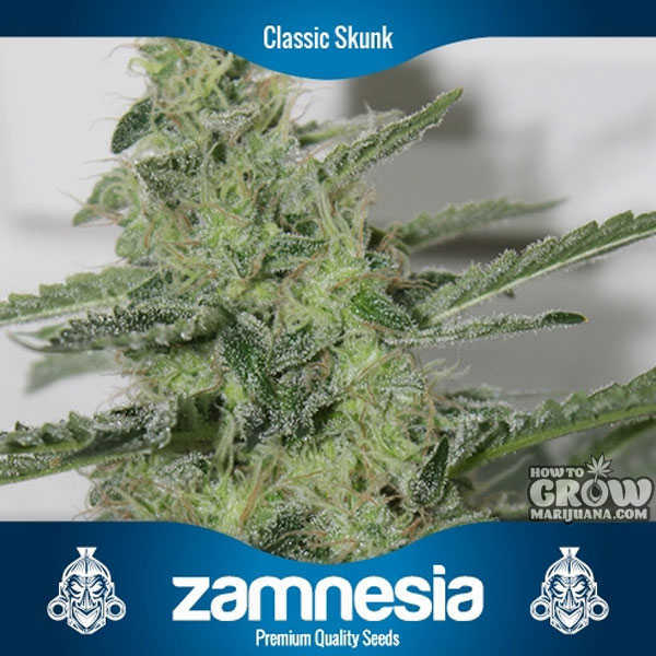 Zamnesia - Classic Skunk Feminized Seeds
